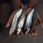 A young Beninese boy shows off his catch of small fish on our photo tour of Benin