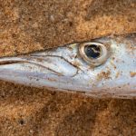 Fish for dinner on the coast of Benin