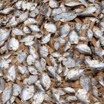Fresh fish from the sea on our Benin photography tour