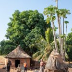 Homely and inviting, an Otamari village is nestled in a grove of mango and papaya trees