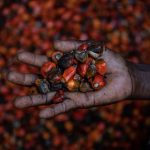 Marguerite holds the seeds of an oil palm used to procure a bright red oil that is used as an offering in Voodoo