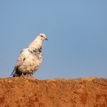 A Rock Dove perches on the roof of an Otamari (Somba) tata on our Benin photo tour