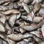 Freshly caught Tilapia on our photography tour in Benin