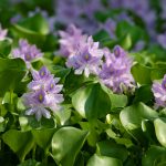 The waterways of Ganvie in Lake Nokwe are filled with pretty water hyacinth flowers