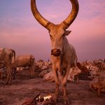 Blue hour in a Mundari cattle camp. Mundari people often fashion tassles out of the cow tail hair to decorate their own cows