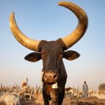 The gigantic Ankole Watusi cows of the Mundari people
