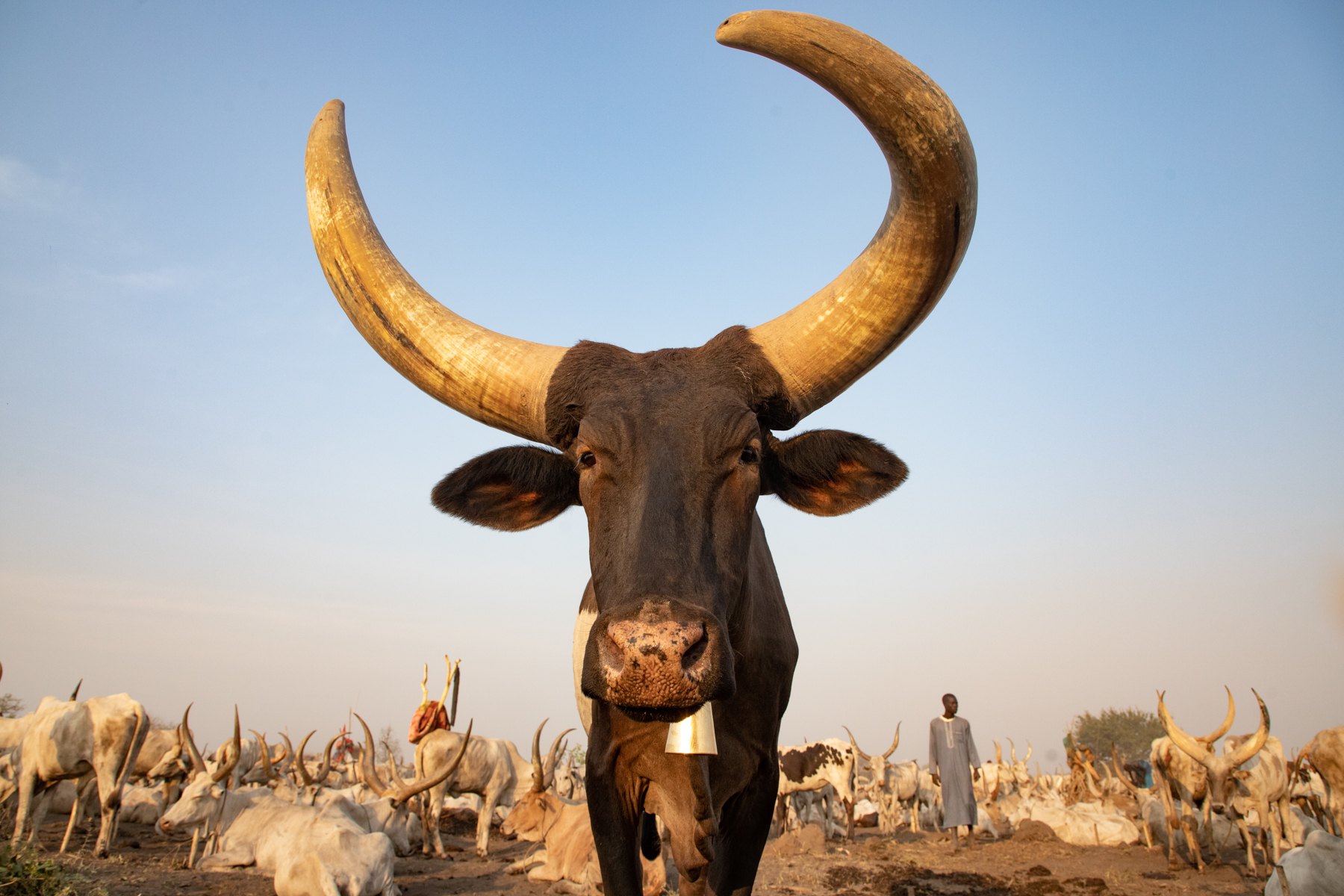 The gigantic Ankole Watusi cows of the Mundari people