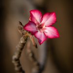 Photography of local flowers on our photo tour of South Sudan