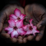Desert roses in the hands of a young Laarim girl
