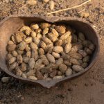 On our South Sudan photography tour you can learn how African people harvest wild food also