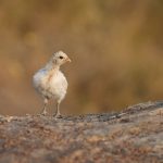Photography of livestock on our photo tour of South Sudan