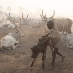 Mundari children are often tasked with looking after young Ankole Watusi cows