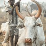A Mundari boy poses next to his favourite cow in camp on our photography tour in South Sudan