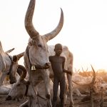 It's hard to understand the true size of the Mundaris' cattle until you see a young person standing beside one