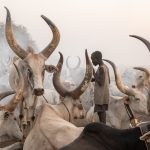 The Mundari revere their Ankole Watusi cows, often stopping to stroke their horns, pick ticks off them and massage them