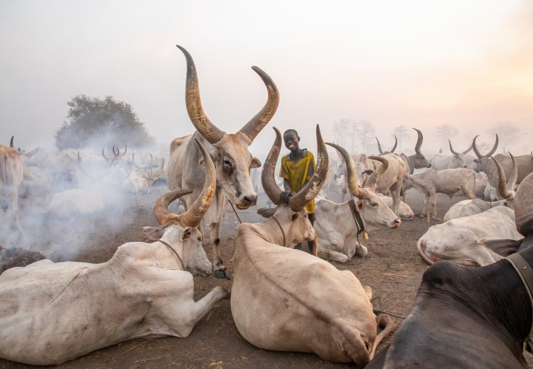 A young boy stops and smiles aside the gigantic Ankole Watusi cows of the Mundari people