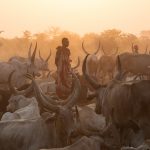 A Mundari man surveys his cattle at the camp on sunset