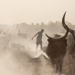 A Mundari woman drags a hesitant calf to be tethered
