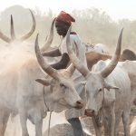A morning massage of Ankole Watusi cows using ash from a nearby fire that burned overnight to keep cattle free of biting insects