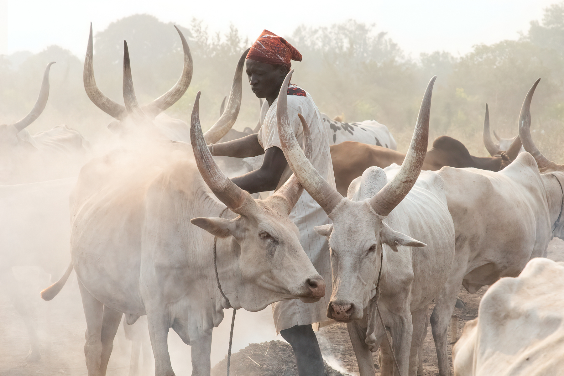 A morning massage of Ankole Watusi cows using ash from a nearby fire that burned overnight to keep cattle free of biting insects