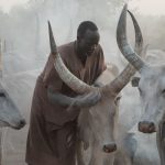 Mundari cows enjoy their morning massages on our photography tour of South Sudan