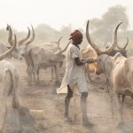 Massaging ash into the pelts of cows is a typical morning activity of the Mundari peoplpe on our South Sudan photo tour