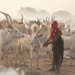 A Mundari woman tethers her cow in her cattle camp on our photo tour of South Sudan