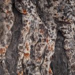 The bark of an ancient tree in a Lotuko village