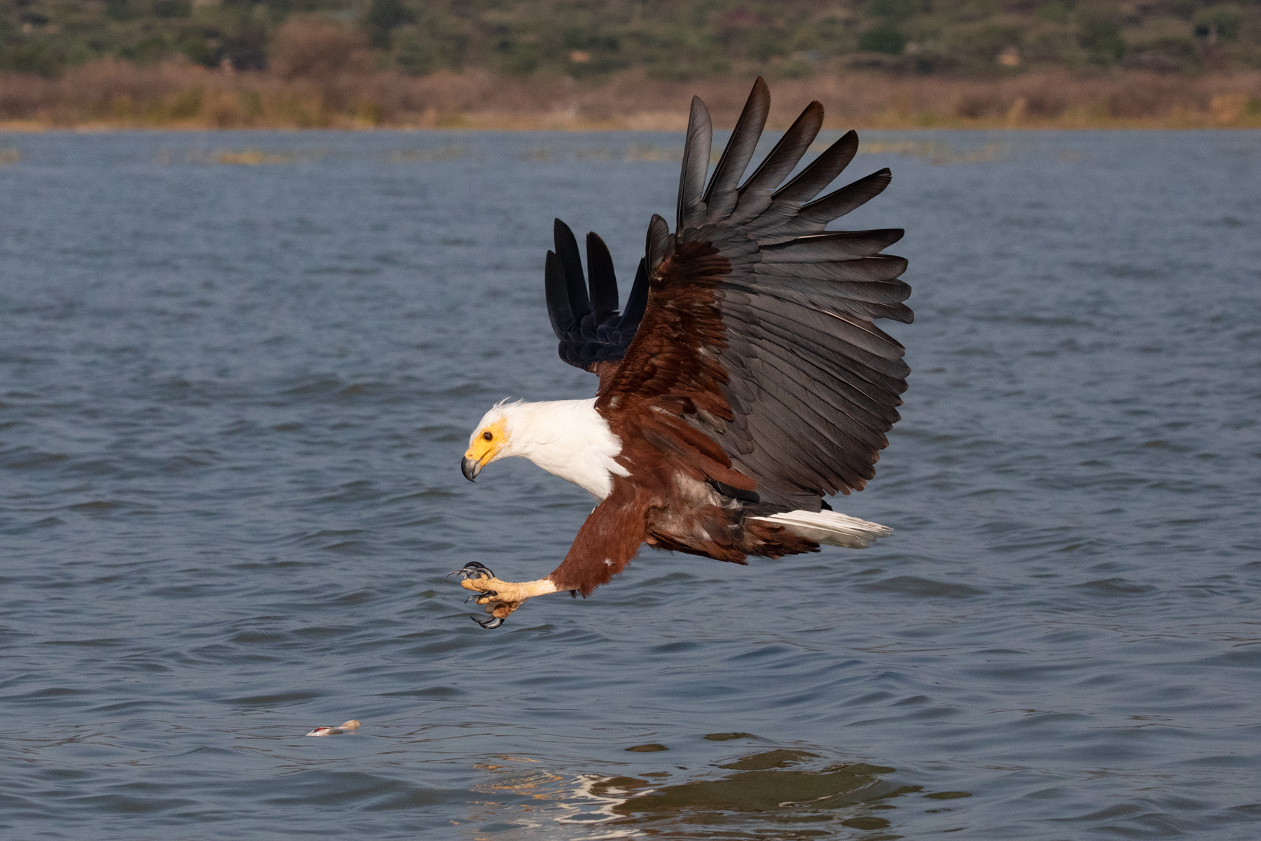 An African Fish Eagle swoops down to catch a fish on our photography tour of northern Kenya