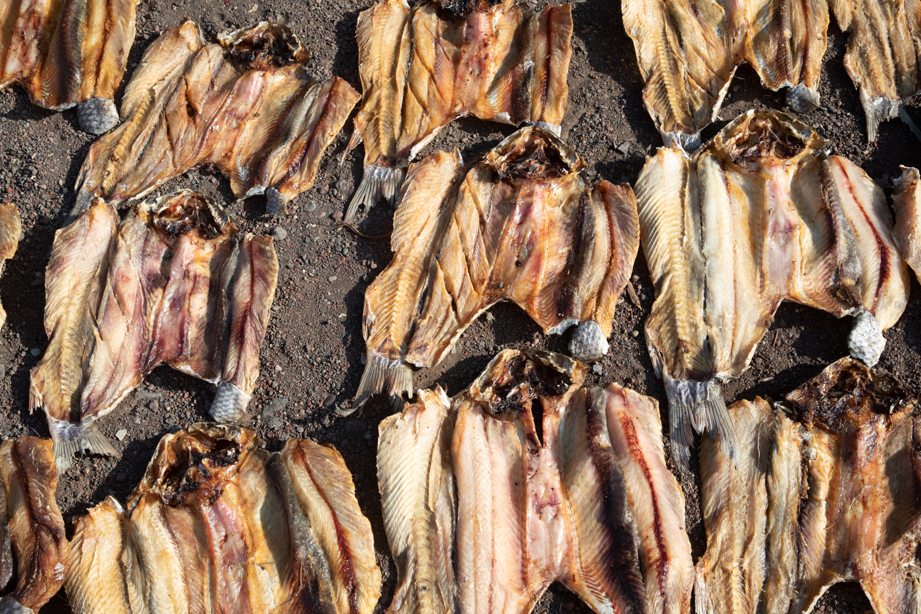 Drying fish on the shores of Lake Turkana