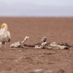 An Egyptian Vulture watches over its carcass in the Chalbi Desert