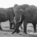 A pair of elephant bulls caught in a sudden rain shower at Ol Pejeta