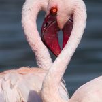 Flamingo love on Lake Bogoria