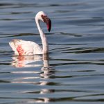 Floating Flamingo on Lake Bogoria