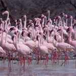 A lone Greater Flamingo in a flock of Lesser Flamingos at Lake Bogoria