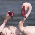 Flamingo antics in Lake Bogoria