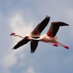 A pair of Lesser Flamingos flying over Lake Bogoria in Kenya