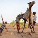 Sunrise is camel milking time with the Gabra people of the Chalbi desert