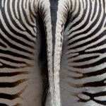 Grevy's Zebra bottom!