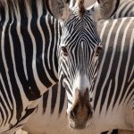Portrait of a Grevy's Zebra at Samburu in Kenya