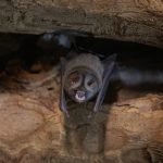 A beautiful Guinean Horseshoe bat inside Missiriba, the Grand Mosque of Kong