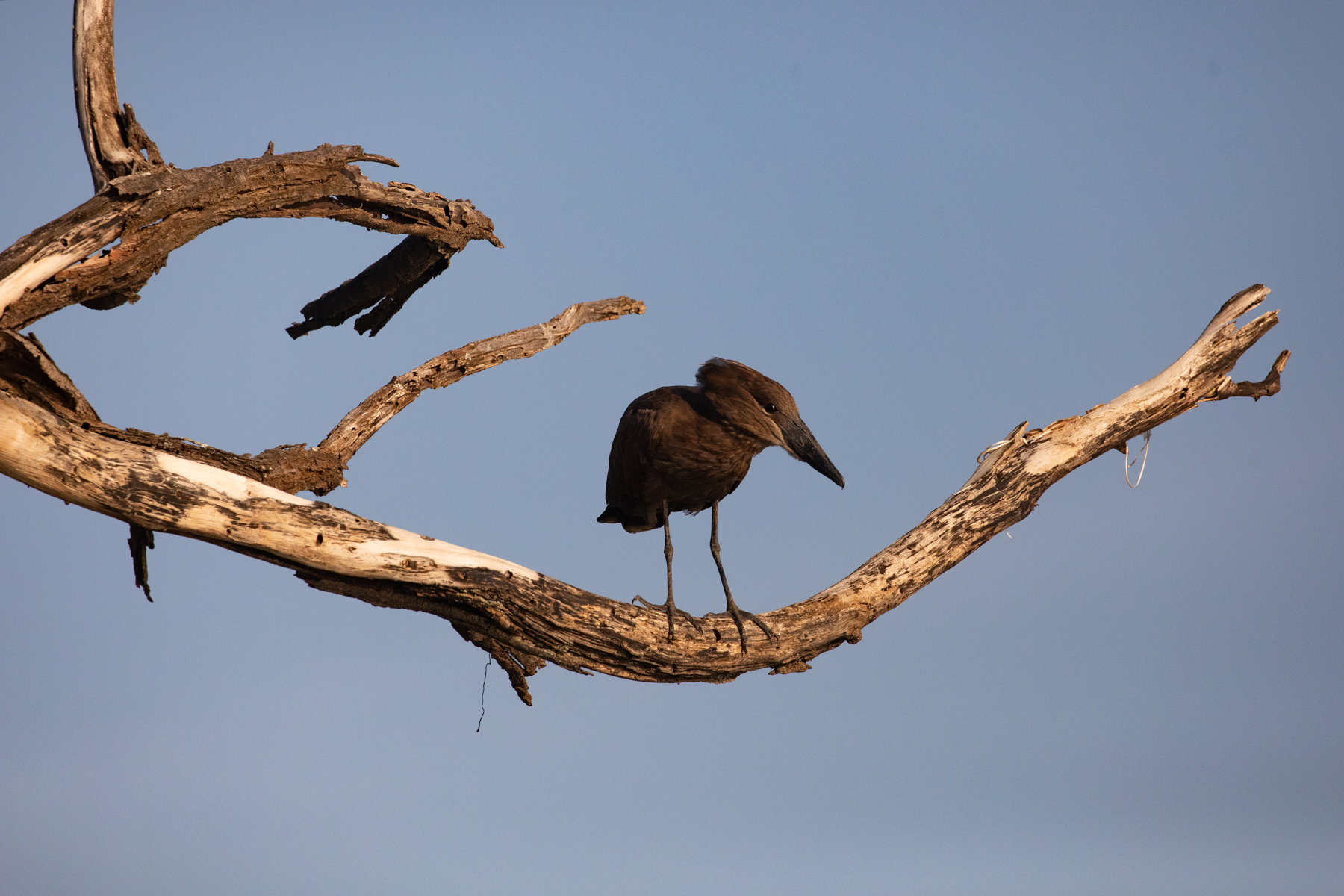Hamerkops are one of Africa's zaniest birds!