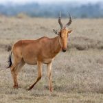 Jackson's Hartebeest at Ol Pejeta
