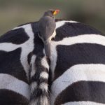 A Yellow-billed Oxpecker sits at the base of a Plains Zebra tail in Kenya