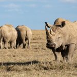 A White Rhino next to his crash at Ol Pejeta