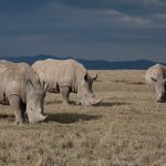 On safari in Ol Pejeta with our photo tour of northern Kenya