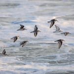 A flock of tiny Sanderlings takes flight at Grand Bassam
