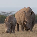 Ol Pejeta is home to the largest populations of rhinoceros in east Africa