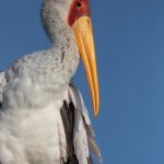 Up close to a Yellow-billed Stork on Lake Baringo