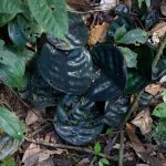Cuentobe leaves are a feature of medicinal plants in Waorani culture